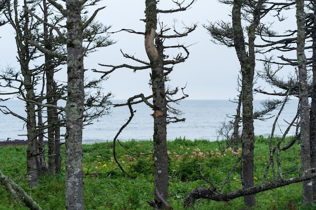 Coastal forest with dwarf pines on the Pacific coast Kuril Islands