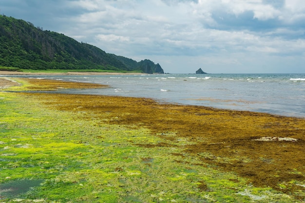 Coastal landscape kssln green coast of Kunashir island algae on the littoral at low tide in the foreground