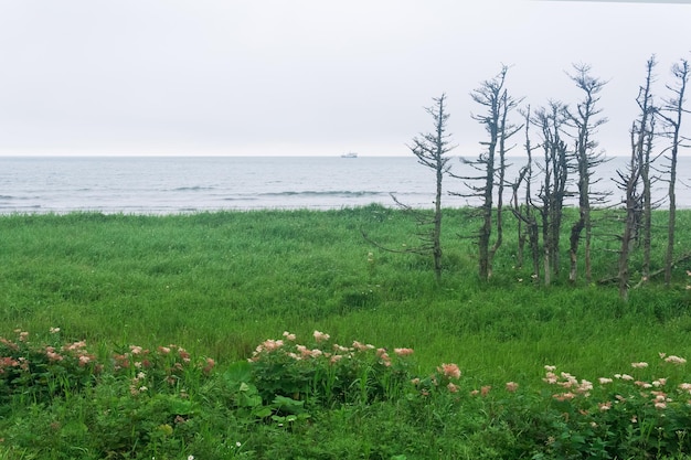 Coastal landscape of Kunashir island with dwarf trees curved by the wind