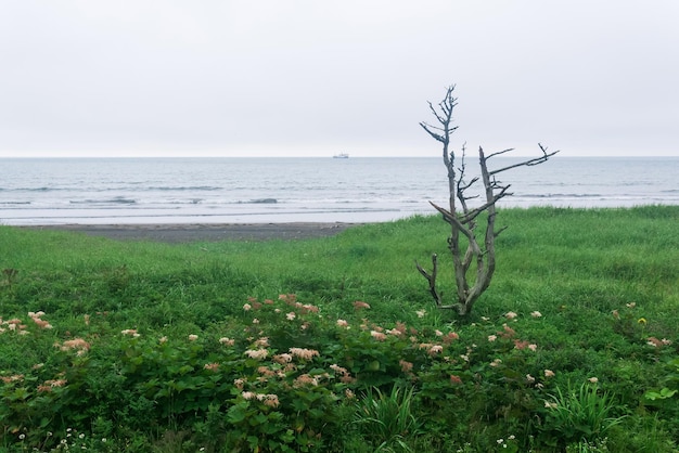 Coastal landscape of Kunashir island with a lonely dry tree and a ship in the distance