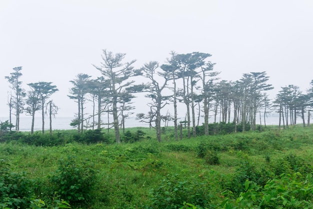 Coastal landscape of Kunashir island with woodlands curved by the wind