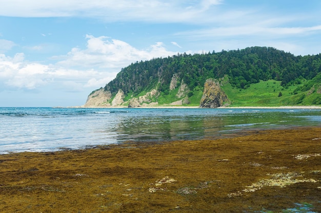 Coastal landscape rocky green coast of Kunashir island algae on the littoral at low tide in the foreground