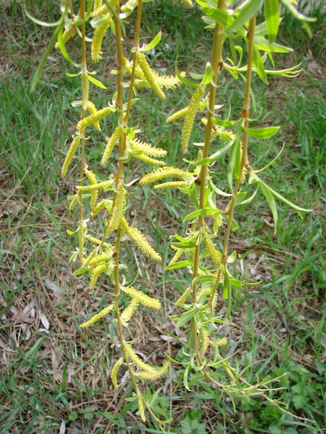 Coastal willow tree blooms with yellow fluffy flowers in March or April spring