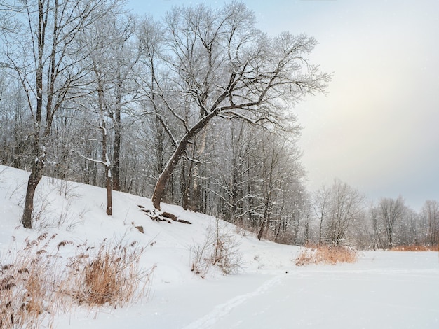 The coastline of a snow-covered lake with beautiful leaning trees. Winter snow landscape.