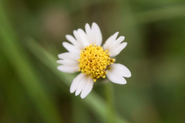 Coatbuttons, Mexican daisy, Tridax procumbens, Asteraceae, Wild Daisy on blur background.