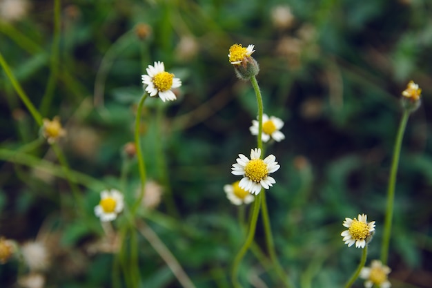 Coatbuttons, Mexican daisy, Tridax procumbens, Asteraceae, Wild Daisy