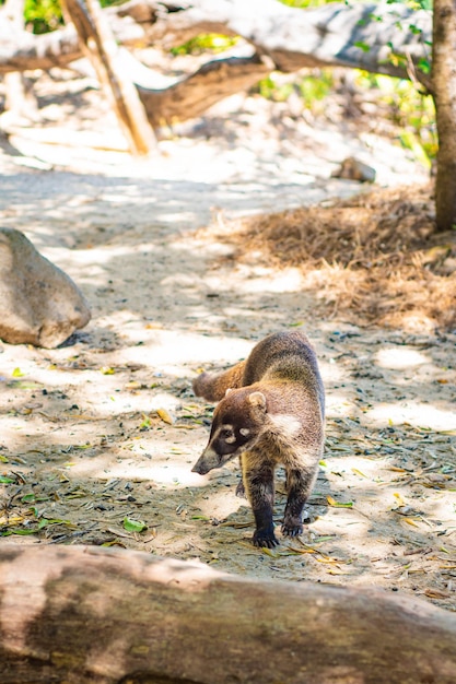 Coati known as coatimundi in the nature of Costa Rica Animal free