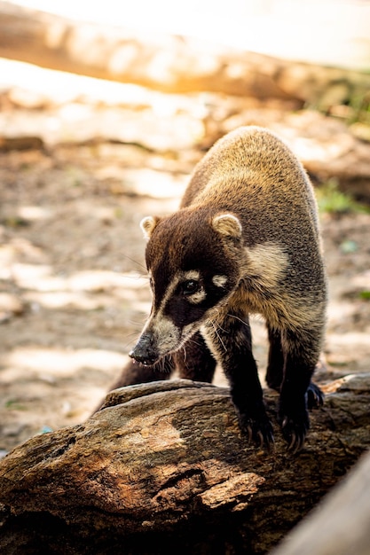 Coati known as coatimundi in the nature of Costa Rica Animal free