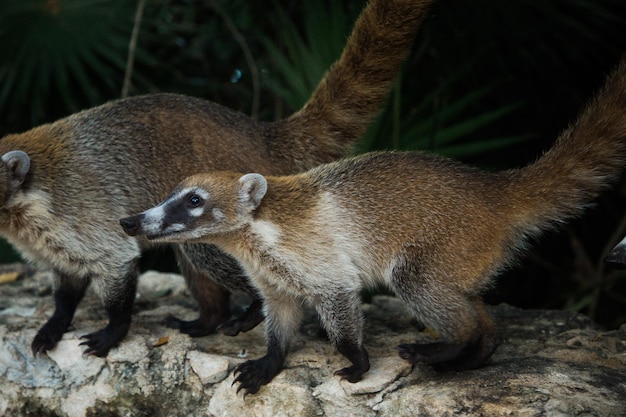 Coati raccoon in mexico yucotan closeup