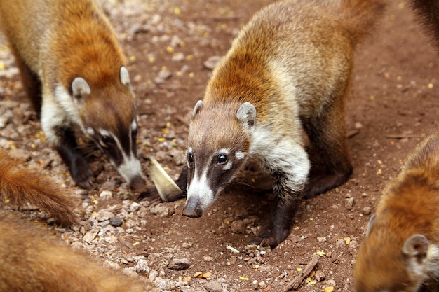 Coati ring Tailed Nasua Narica animal