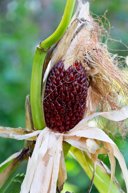 Cob of red strawberry corn on the plant