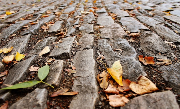 Cobblestone, stone pavement texture in the city