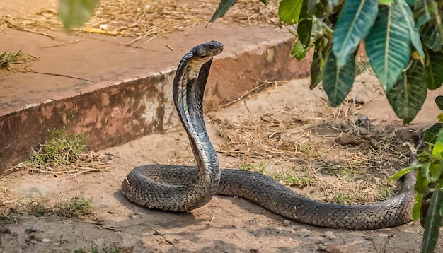 A cobra snake crawling on the ground poisonous animal