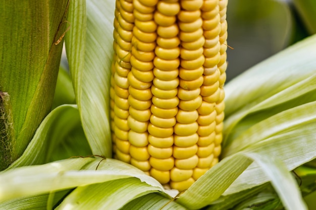 Cobs of juicy ripe corn in the field closeup The most important agricultural crop in the world Corn harvesting Growing food A bountiful harvest