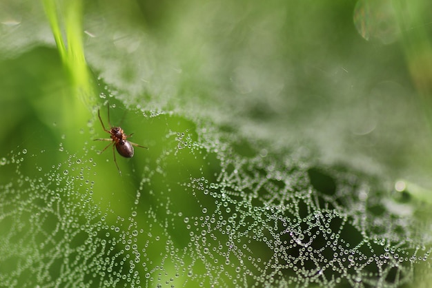 cobweb dew drop of water