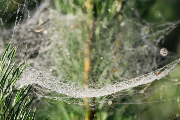 Cobweb in dew drops