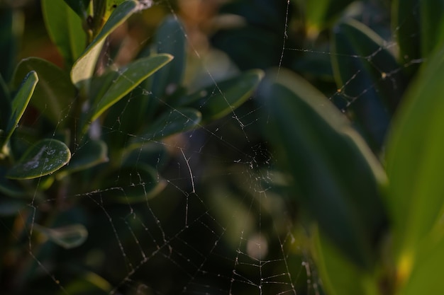 Cobweb in the grass macro