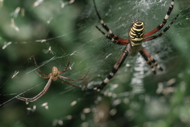 Cobweb or spiders web against a natural background Dew drops on a spider