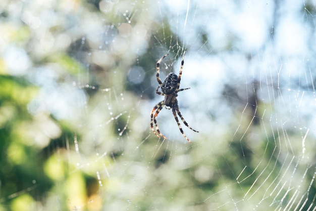 Cobweb or spiders web against a natural background Dew drops on a spider