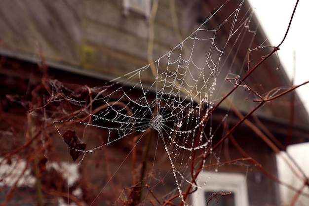 Cobweb threads in dew drops against the background of a wooden house on a foggy autumn morning closeup