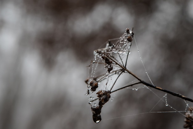 Cobweb with water drops