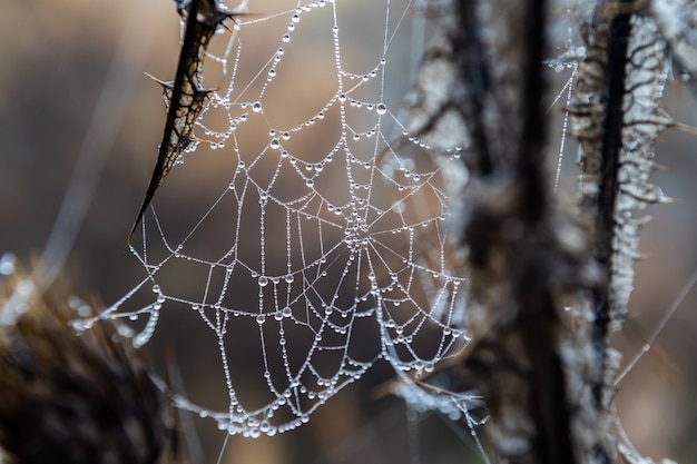 Cobweb with water drops