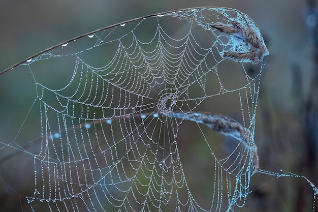 Cobwebs in the morning dew