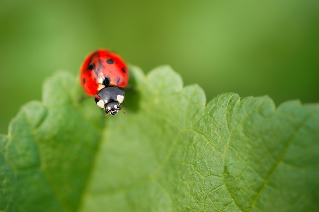 Coccinellidae is a widespread Ladybird beetle ladybugs red beetle with black dots insects in the wild natural background macro nature ladybug sitting on a meadow plant