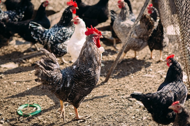 Cock and chickens on a farm in early spring on a Sunny day