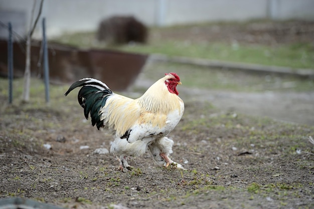 Cock in the farm