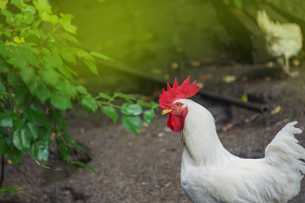  Cock in outside area of a chicken coop