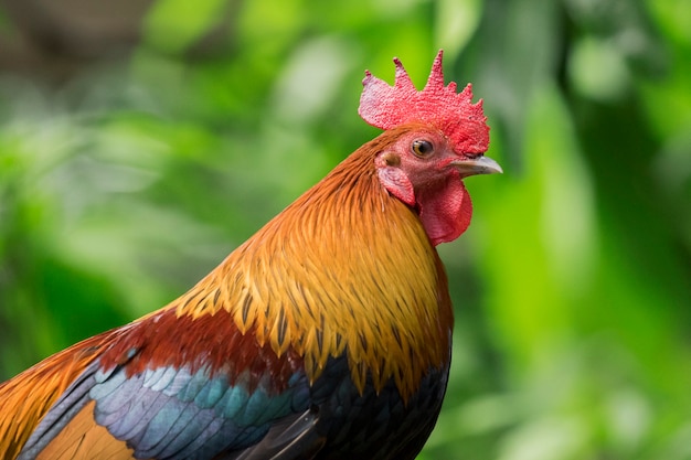 a cock. Rooster