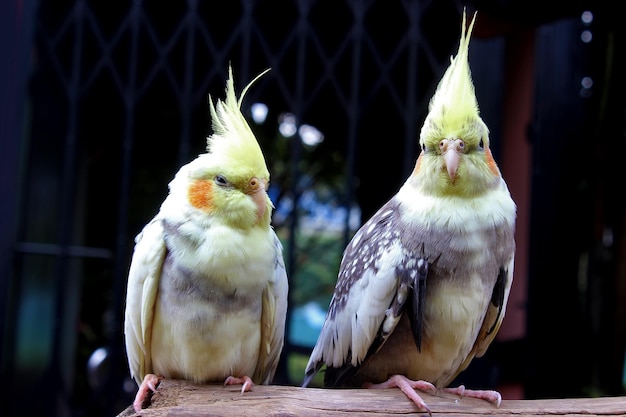 The cockatiel, also known as weiro bird, or quarrion