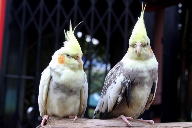 Photo the cockatiel also known as weiro bird or quarrion