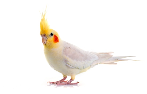 Cockatiel bird