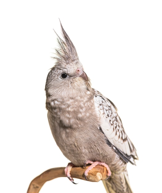 Cockatiel on a branch, isolated