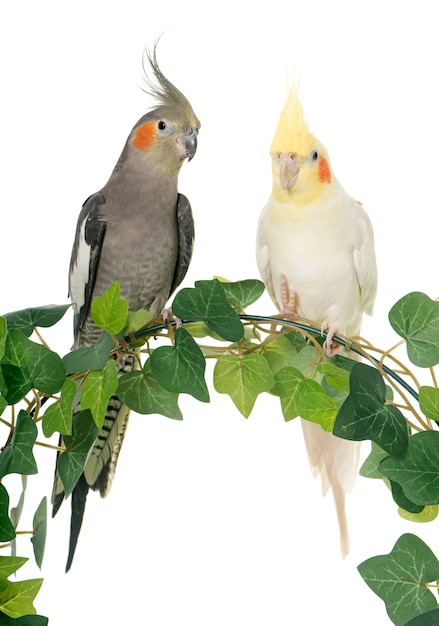 Cockatiel on ivy