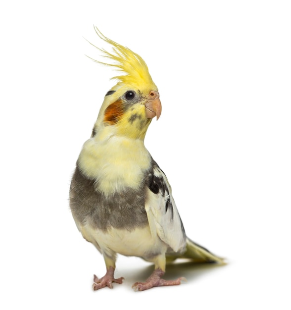 Cockatiel, Nymphicus hollandicus, in front of a white surface