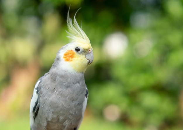 Cockatiel parrot in the garden Bird for pets