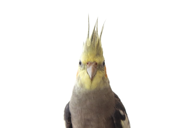 Cockatiel parrot on white isolated background close up