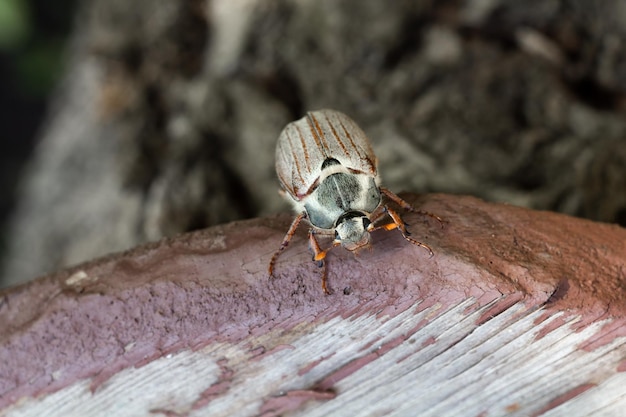 Cockchafer beetle is crowling on wooden boards