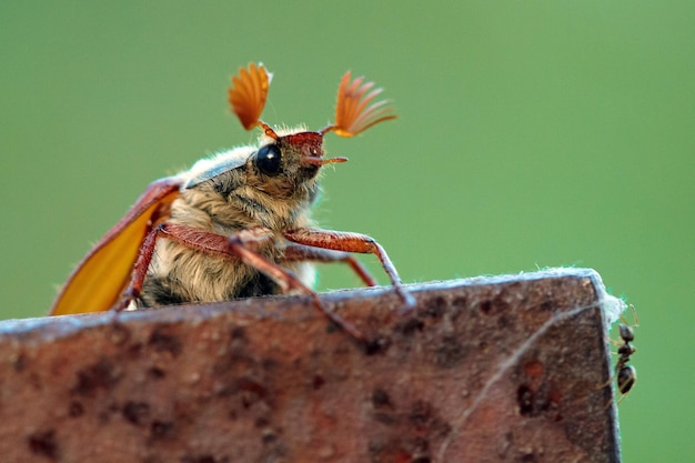 Cockchafer is ready to fly Macro view