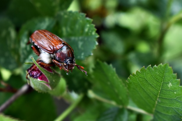 Cockchafer (May bug or doodlebug)