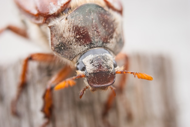 Cockchafer,  summer chafer. Macro 