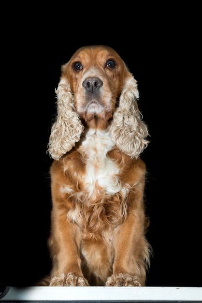 Cocker spaniel dog looking at you