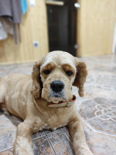 Cocker spaniel dog lying on the floor