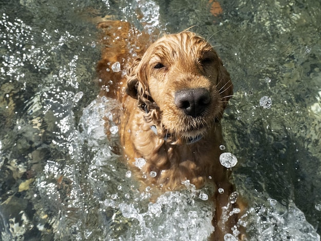 Cocker spaniel dog swimming in the water