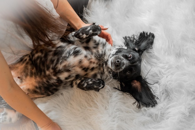 Cocker spaniel dog with long floppy black ears.