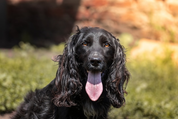 Photo cocker spaniel guard the house