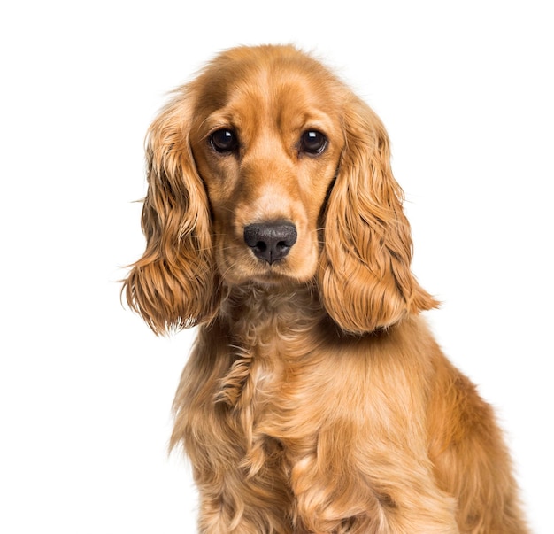 Cocker spaniel looking at camera against white background